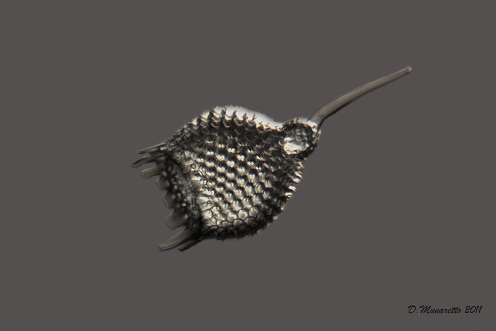 Radiolari Polycystina 4